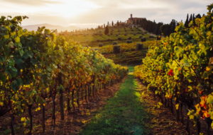 Vista de vinhedos ao por do sol na Toscana, com monte, ciprestes e casa ao fundo