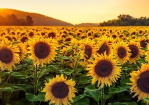 Sunflower field at sunset in Tuscany, Italy