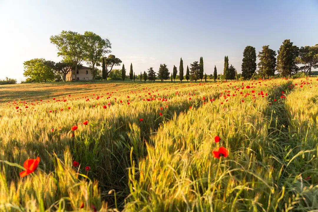 Flower field with red poppies at dusk in the Tuscany region, with a farmhouse and cypress trees in the background.