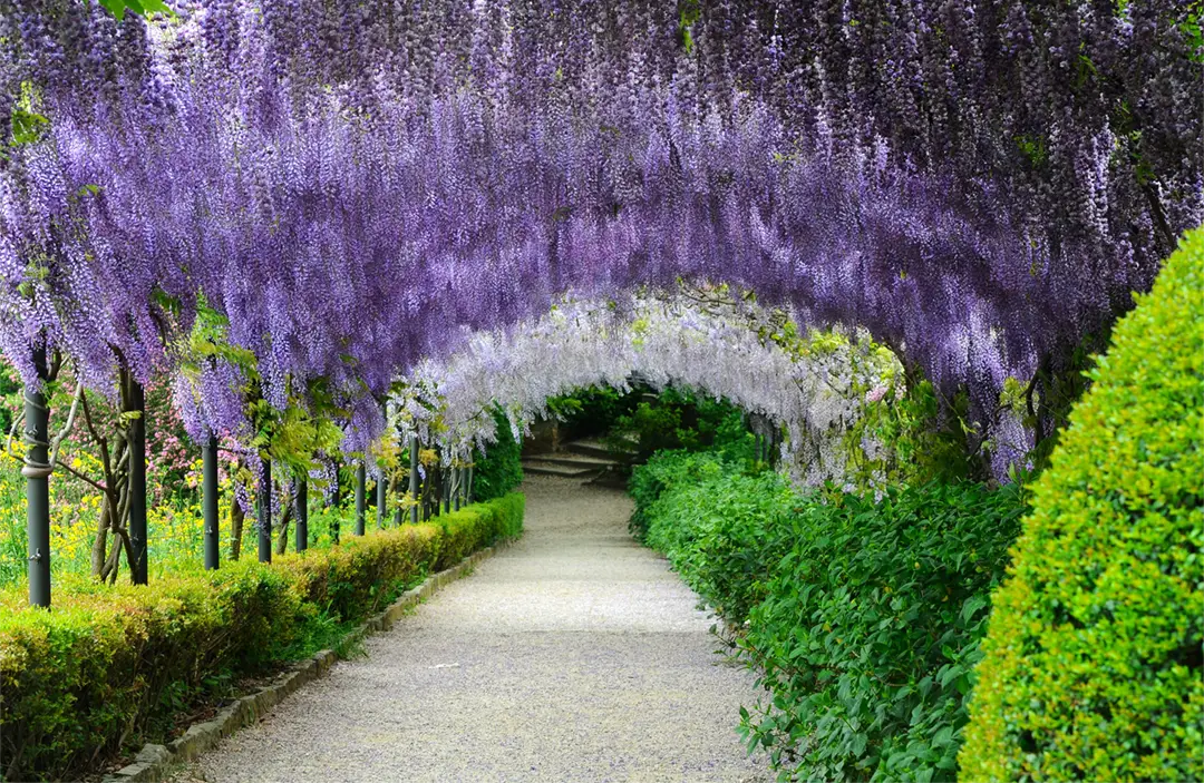 Tunnel covered with purple and white wisteria flowers at Villa Bardini in Florence during spring