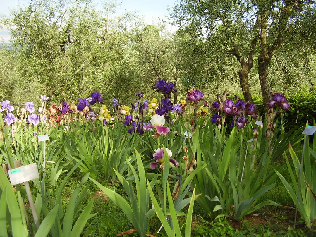 Iris Garden in Florence, Tuscany, with flowers of various colors among olive trees during spring