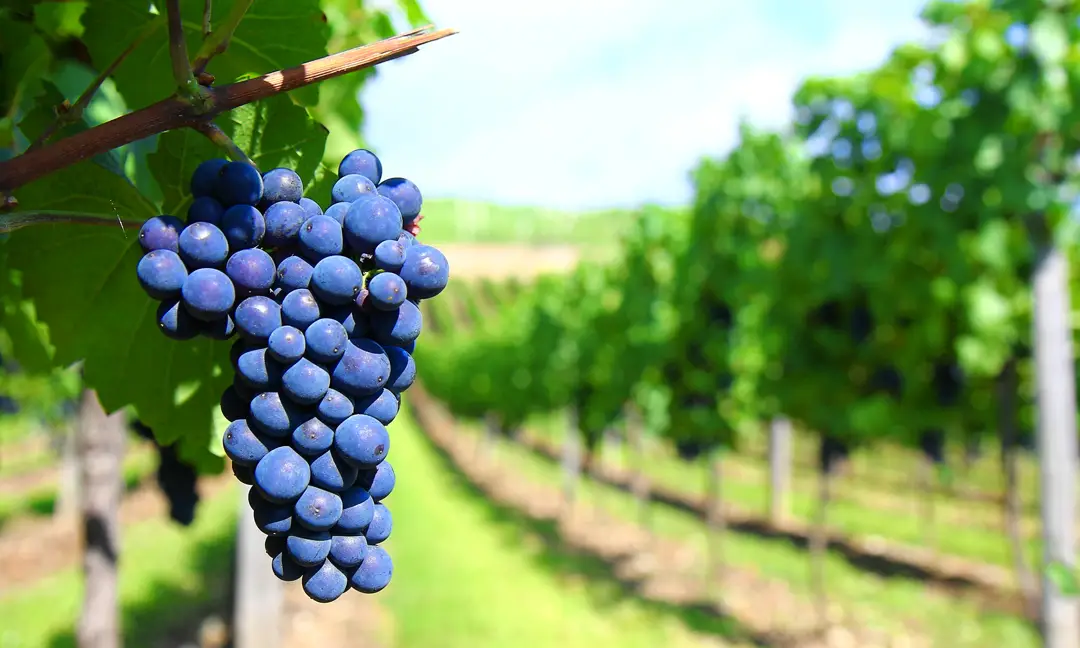 Cacho de uvas Cabernet Sauvignon maduras em videira com vinhedo ao fundo em dia ensolarado na Toscana