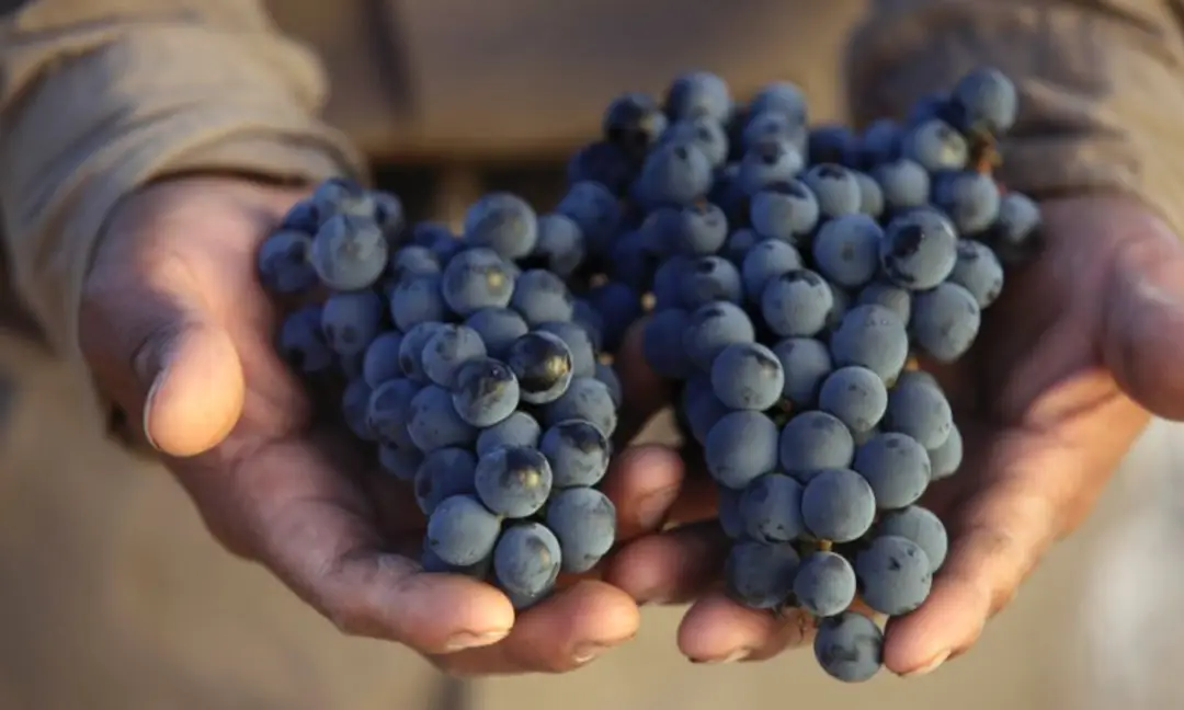 Mãos segurando cachos de uvas Merlot maduras recém-colhidas na Toscana, simbolizando a colheita artesanal de vinhos tintos