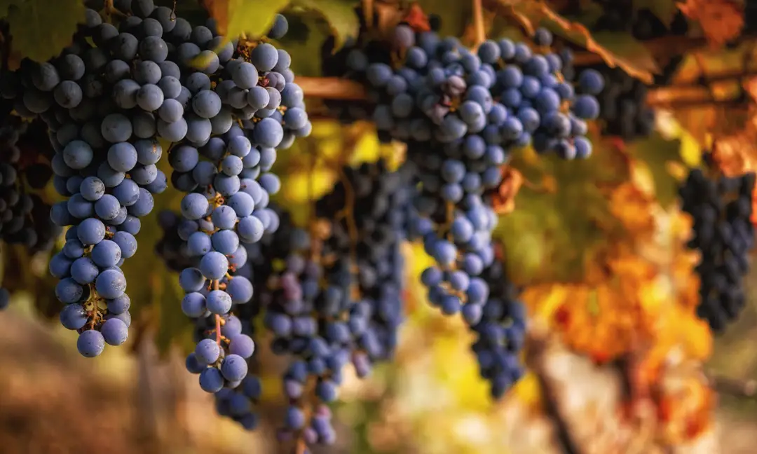 Cachos de uvas Sangiovese maduras pendendo de videiras na Toscana durante o outono, com fundo desfocado em tons quentes