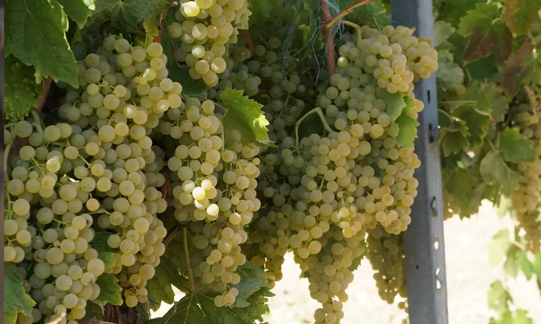 Cachos de uvas Trebbiano Toscano maduras pendendo da videira sob o sol, em vinhedo da Toscana
