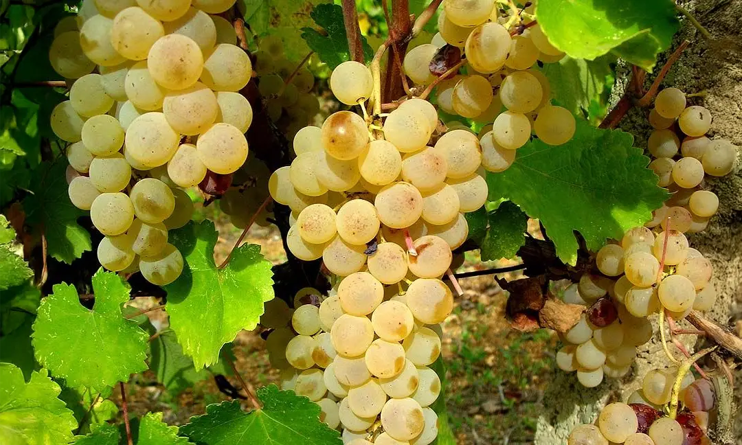 Cachos de uvas Vernaccia maduras em videira na Toscana, prontas para colheita na produção de vinhos brancos